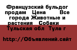 Французский бульдог продам › Цена ­ 1 - Все города Животные и растения » Собаки   . Тульская обл.,Тула г.